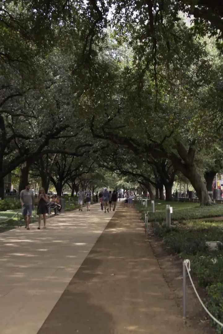 Live oaks over a path in Houston